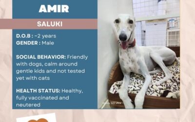 Amir