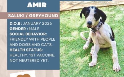 Amir